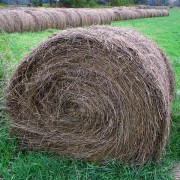 Needle in a haystack